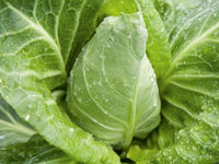 Cabbage Spring UK Each
